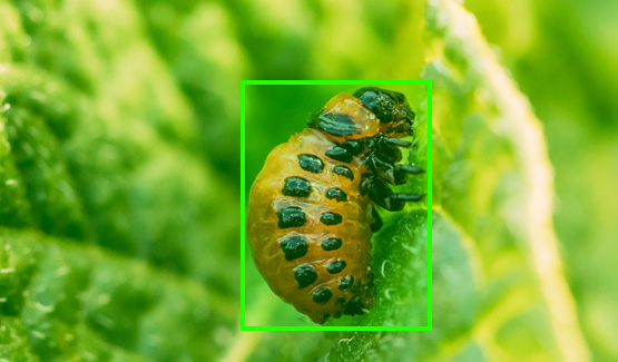 Insect Detection